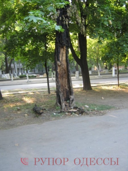 Вот такое обгоревшее и готовое рухнуть при первом порыве ветра дерево находится напротив главного корпуса Одесской национальной академии пищевых технологий (рядом с Приморским РО МВД).