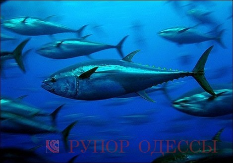  Тунец. Эта рыба является одним из распространителей опасной метилртути.  http://lenta.ru